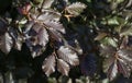 Close-up of brown European Purple beech leaves Fagus sylvatica purpurea on tree branches. Purple bronze leaves