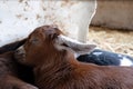 Close-up of a brown, farm-raised kid