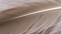 Close up of a brown feather displaying intricate patterns and structures Royalty Free Stock Photo