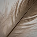 Close up of a brown feather with fine delicate barbs and a central shaft Royalty Free Stock Photo