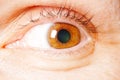 Close-up of a brown female eye with dilated pupil. Royalty Free Stock Photo