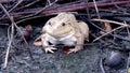 A close-up of a brown frog on mud. Clearly see round black beautiful eyes Royalty Free Stock Photo