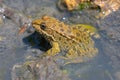 Brown frog sitting in shallow water Royalty Free Stock Photo