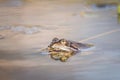 Close up Brown frog & x28;Rana temporaria& x29; Royalty Free Stock Photo