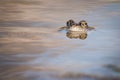 Close up Brown frog & x28;Rana temporaria& x29; Royalty Free Stock Photo