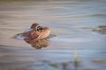 Close up Brown frog & x28;Rana temporaria& x29; Royalty Free Stock Photo