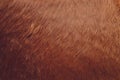 Close up of Brown fur texture background. Royalty Free Stock Photo