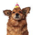 Close up of brown furry dog with birthday hat