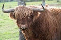 Close-up of a brown Galloway bull with a long coat and long horns, standing in front of a tree in a pasture. In the nose is a