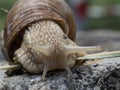 Close up of a brown garden snail