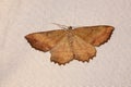 Geometrid moth Royalty Free Stock Photo