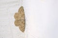 Geometridae moth