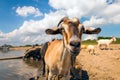 Close-up of a brown goat Royalty Free Stock Photo