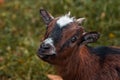 Close up of a brown goat in the field Royalty Free Stock Photo