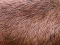 close-up of brown goat fur Royalty Free Stock Photo
