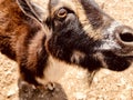 Brown goat at a petting zoo