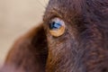 Close up of brown goat`s eye at farm Royalty Free Stock Photo