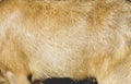 Brown goat  soft fur texture animal skin body background Royalty Free Stock Photo