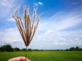 Close up brown Grass flower with green field and blue sky at the background. Royalty Free Stock Photo