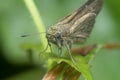 Close Up With The Brown Grass Skipper