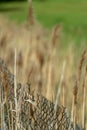 Close up of brown grasses growing around a chain link fence on a sunny day Royalty Free Stock Photo