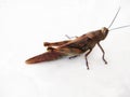 Close-up of a brown grasshopper against a white background.grass hopper Royalty Free Stock Photo