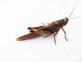 Close-up of a brown grasshopper against a white background.grass hopper Royalty Free Stock Photo