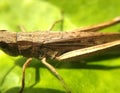 Close-up brown grasshopper on green leaf Royalty Free Stock Photo