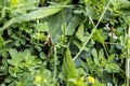 Close-up of brown grasshopper on green leaf - blurred background - low angle shot - clover and grass field Royalty Free Stock Photo