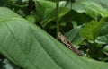 Close up of a brown grasshopper resting top of a large green leaf Royalty Free Stock Photo