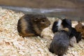 Close-up of a brown guinea pig with babies.