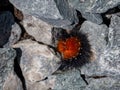 close up brown hairy furry Caterpillar of Arctia caja on stone. also know as woolly bear butterfly Royalty Free Stock Photo