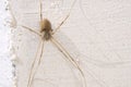 harvestman