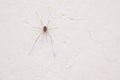 Harvestman