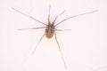 Harvestman