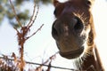 Close-up of a brown head horse