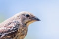 Close up of Brown-headed Cowbird Molothrus ater fledgling; Cowbirds are brood parasites, laying their eggs in the nests of other