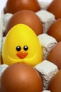 Close up of brown hens eggs in an egg carton Royalty Free Stock Photo