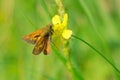 Hesperiidae butterfly