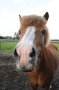 Close up of a brown horse Royalty Free Stock Photo