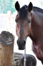 Close-up of brown horse Royalty Free Stock Photo