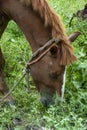 Close-up brown horse eating grass in farm field Royalty Free Stock Photo