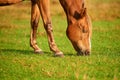 Close-up of a brown horse eating grass in a pasture. Early morning. Low angle view. Side view Royalty Free Stock Photo