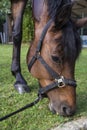 Horse Eating Grass