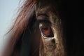 Close up of brown horse eye Royalty Free Stock Photo