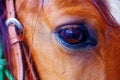 Close Up of a brown horse eye. Royalty Free Stock Photo