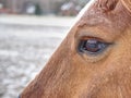 Close up of brown horse eye and his face Royalty Free Stock Photo