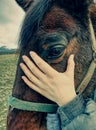 Close up of brown horse eye and his face Royalty Free Stock Photo