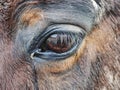 Close up of brown horse eye and his face Royalty Free Stock Photo