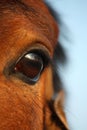 Close up of brown horse eye Royalty Free Stock Photo